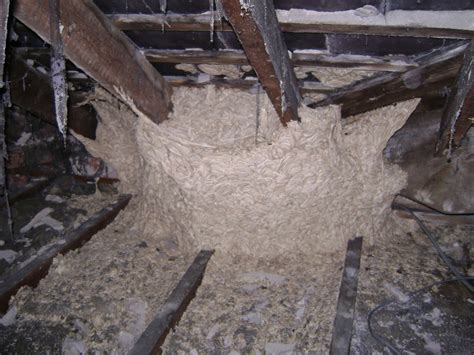 For more busy bee news connect to one of our social media channels. Wasp and Hornet Nest Removal Specialist, Hampshire and ...
