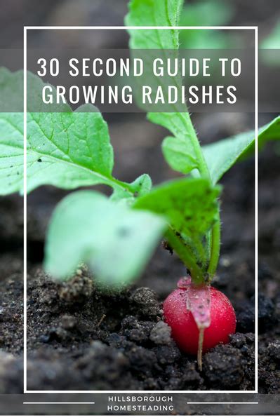 30 Second Guide To Growing Radishes Growing Radishes Planting