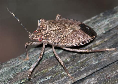 Brown Marmorated Stink Bug Halyomorpha Halys Halyomorpha Halys
