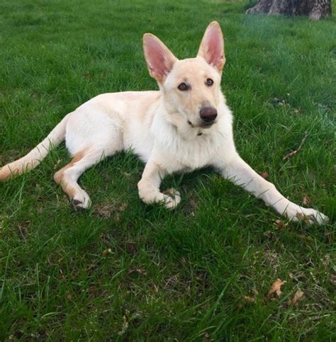 First generation alsatians were bred from german. History of the White Alsatian Dog - Pets