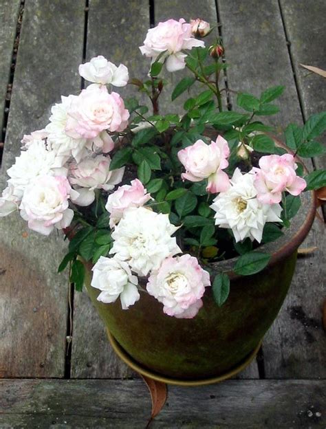 How To Grow Roses Indoors In Winter Miniature Roses And To Grow