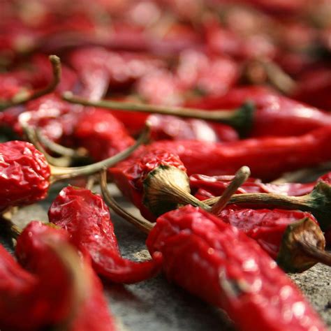 Hot Pepper Seeds Catarina Sow True Seed