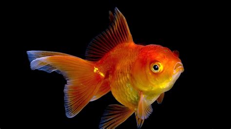 Elegant Goldfish Hd Wallpapers 1080p Goldfish Fish Images Hd Pet Fish