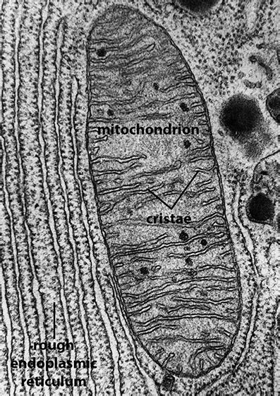 Biol 230 Lecture Guide Electron Micrograph Of Mitochondria