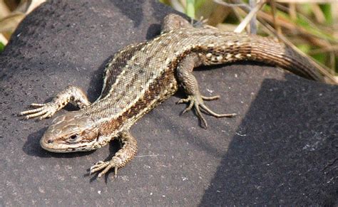 Common Lizards 2014 Reptiles And Amphibians Of The Uk Forum Page 6