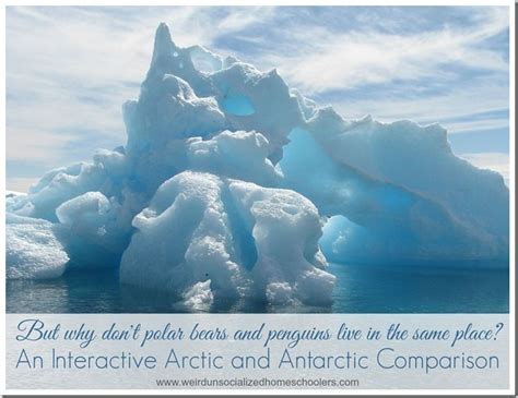 Help Your Kids Understand The Differences Between The Arctic And