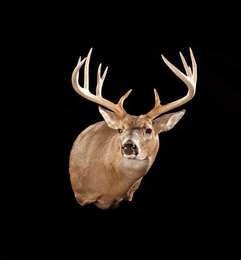 102 Whitetail Deer Deer Mount Decor Deer Mount Ideas Taxidermy