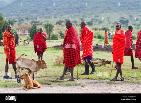 Kenyan Masai Village Near The Masai Mara Reserve Stock Photo Alamy