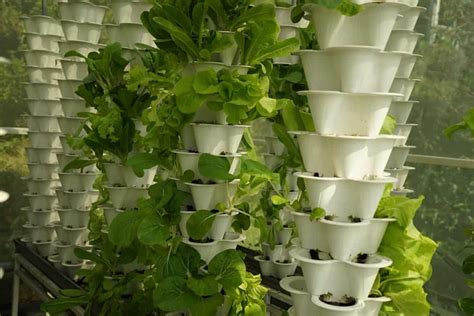 How To Start Vertical Farming From Scratch Check How This Guide Helps