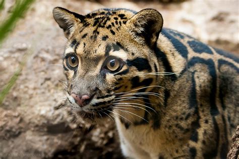 Best Of Clouded Leopards A Gallery On Flickr
