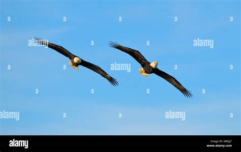 American Bald Eagle Haliaeetus Leucocephalus Two Eagles Flying Usa