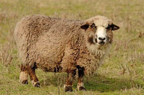 Most Popular Breed Of Sheep For Your Homesteading Needs Popular