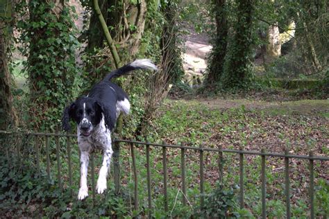 The fence is sturdy, and can be installed over any terrain. 11 Best Invisible Dog Fences (Wireless and Electric) - 2019 Reviews