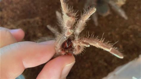 Tarantula Molt Timelapse Sexing 2 Tarantulas Youtube