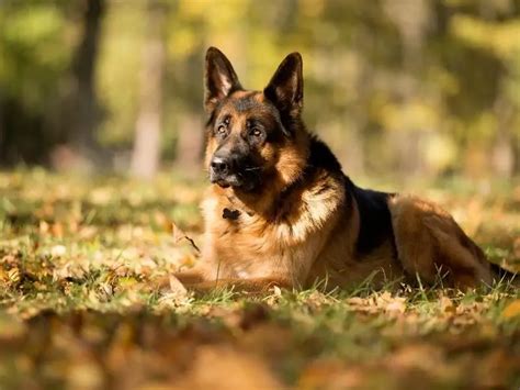 Czech German Shepherds Complete And Detailed Guide 2023 Canine Hq