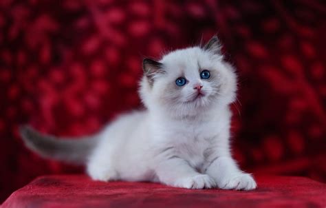 Обои кошка белый взгляд поза котенок лежит голубые глаза