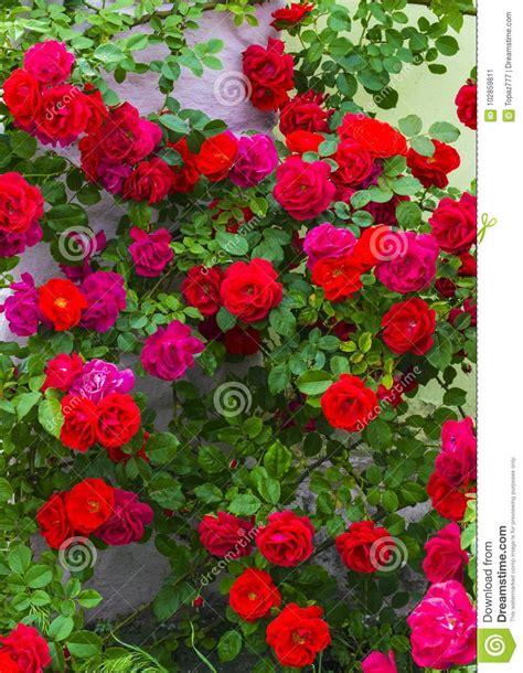 Roses Beautiful Red Rose Bush Red Roses Bouquet Of Red