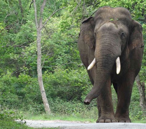 In India A Nuanced View Of How Elephants Make Decisions