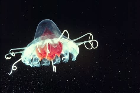 Creature Feature Helmet Jellyfish