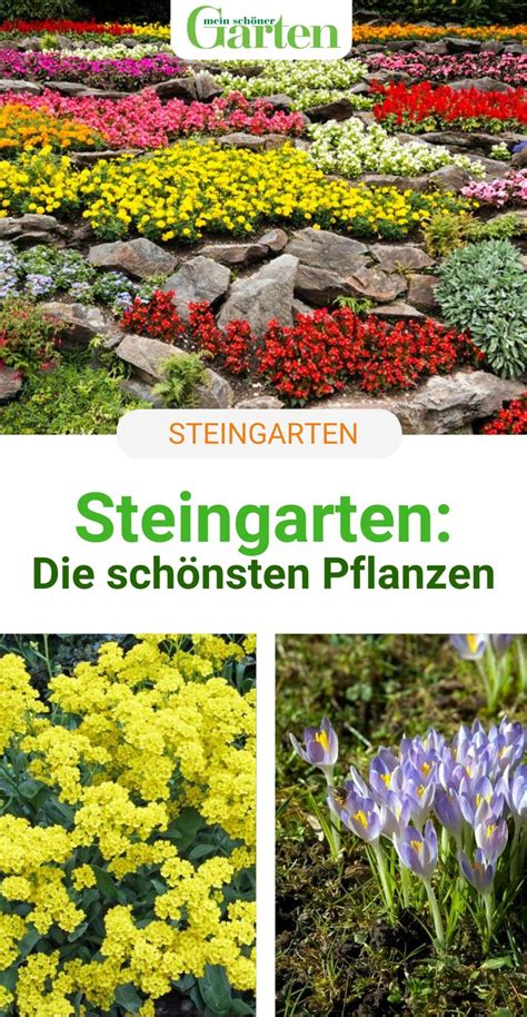 Welche hühnerrassen sind für den garten geeignet? Die schönsten Pflanzen für den Steingarten | Steingarten ...