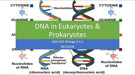 DNA In Eukaryotes And Prokaryotes Athletic Healthcare