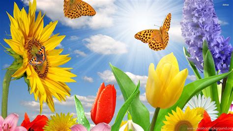 Spring Flowers And Butterflies Full Hd Wallpapers Nature
