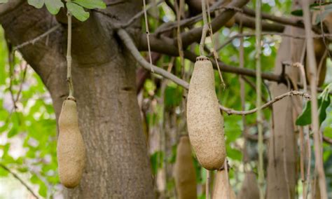 Botswanas Sausage Tree The The Miracle Answer To Male Sexual Health