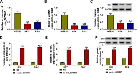 The Expression Of Circ0078607 And Sik1 Was Decreased In Oc Cells A