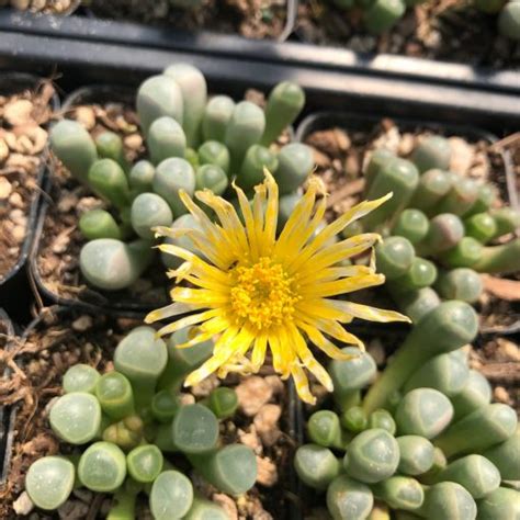 Fenestraria Aurantiaca Baby Toes Succulent 2 Pot Little Prince To Go
