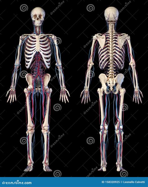 Menschliche Körperanatomie Skelett Mit Venen Und Arterien Vorder Und