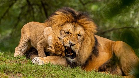 Download Wallpaper 3840x2160 Lion Cub Playful Predator