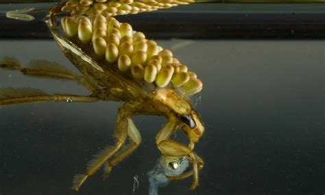 Giant Water Bug Larvae
