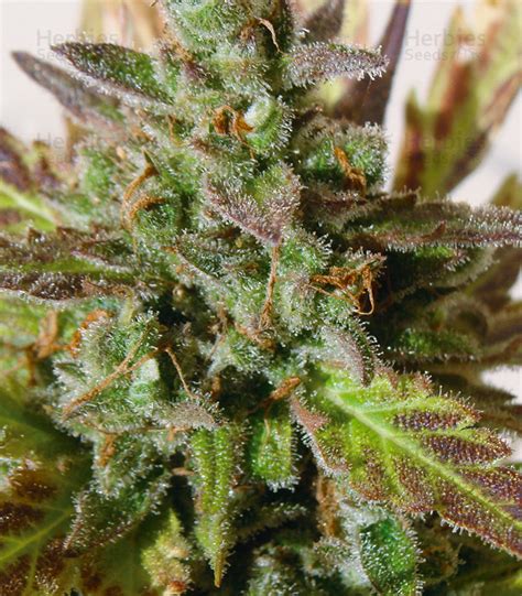 Buy Grizzly Purple Auto Feminized Seeds By Blimburn Seeds Herbies Seeds
