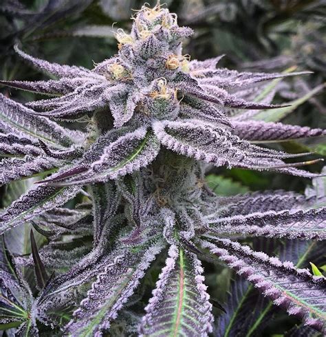 Buy Purple Punch Strain Where To Buy Online Weed For Sale Uk