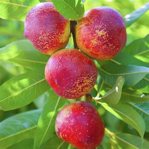 Stone Fruit Tree Collection Yougarden