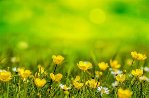 Primavera De Fondo Flor Foto Gratis En Pixabay