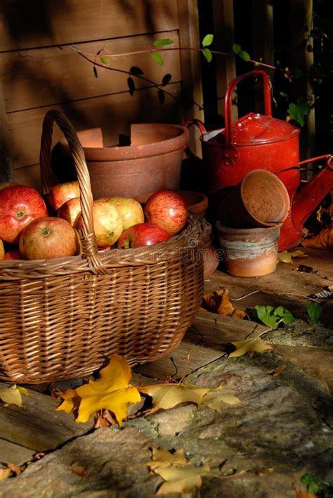 Autumn Harvest Stock Photo Image Of Garden Food Fall 6800898