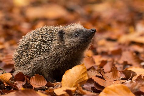 Herztätigkeit, atmung und körpertemperatur werden drastisch heruntergefahren. Igel im Garten überwintern: Was ist zu beachten ...