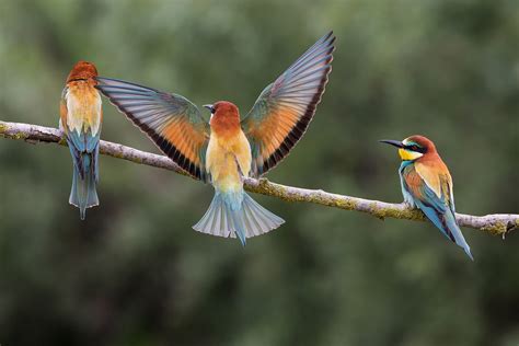 Bee Eaters Hd Birds 4k Wallpapers Images Backgrounds