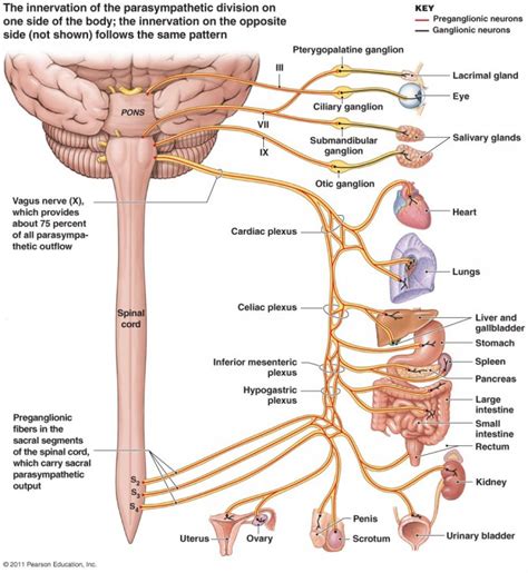 Full Nervous System Diagram Labeled Modernheal Com