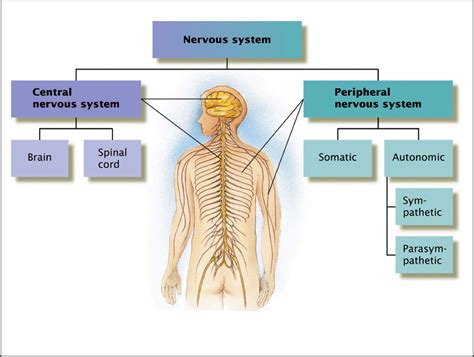 The central nervous system is made up of the brain and spinal cord. you AUT to know | autism research and researching autism ...