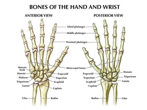 We did not find results for: Fracture Wrist | Anatomy bones, Hand bone anatomy, Hand anatomy