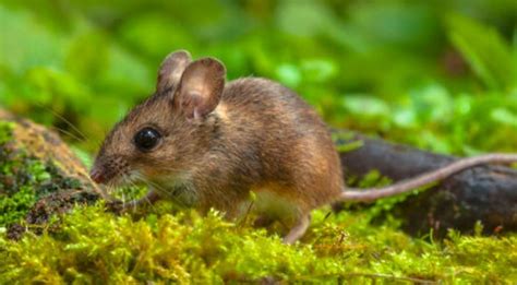 Types Of Pest Mice Youll Find In Or Around Your Pennsylvania Home
