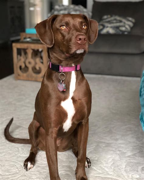 Lab Pointer Mix Mans Best Friend Best Friends Hybrid Dogs German