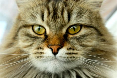 Intelligent and experienced cat owners invariably state that the domestic cat's 'belly flap' aka 'primordial pouch' serves a dual purpose. Siberian Cats | Heavnzsent Siberians