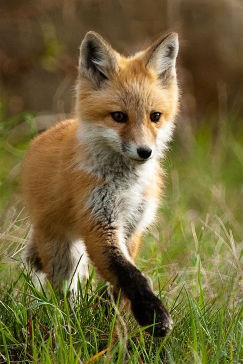 Cute Little Fox Animal Kingdom Pinterest Red Fox Foxes And Animal