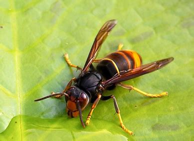 Aziatische wesp of hoornaar steeds vaker te zien op de balearen. Aziatische hoornaar - Potplanten buiten schaduw