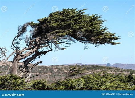 Monterey Cypress Trees By Bodega Bay In Northern California Stock Image