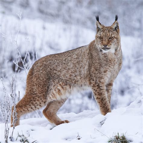 Eurasian Lynx Lynx Lynx About Animals