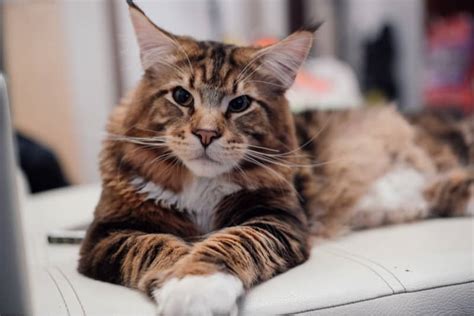 Though their size can be intimidating, they are. Maine Coon Cat Breed Profile • Purrfect Cat Breeds